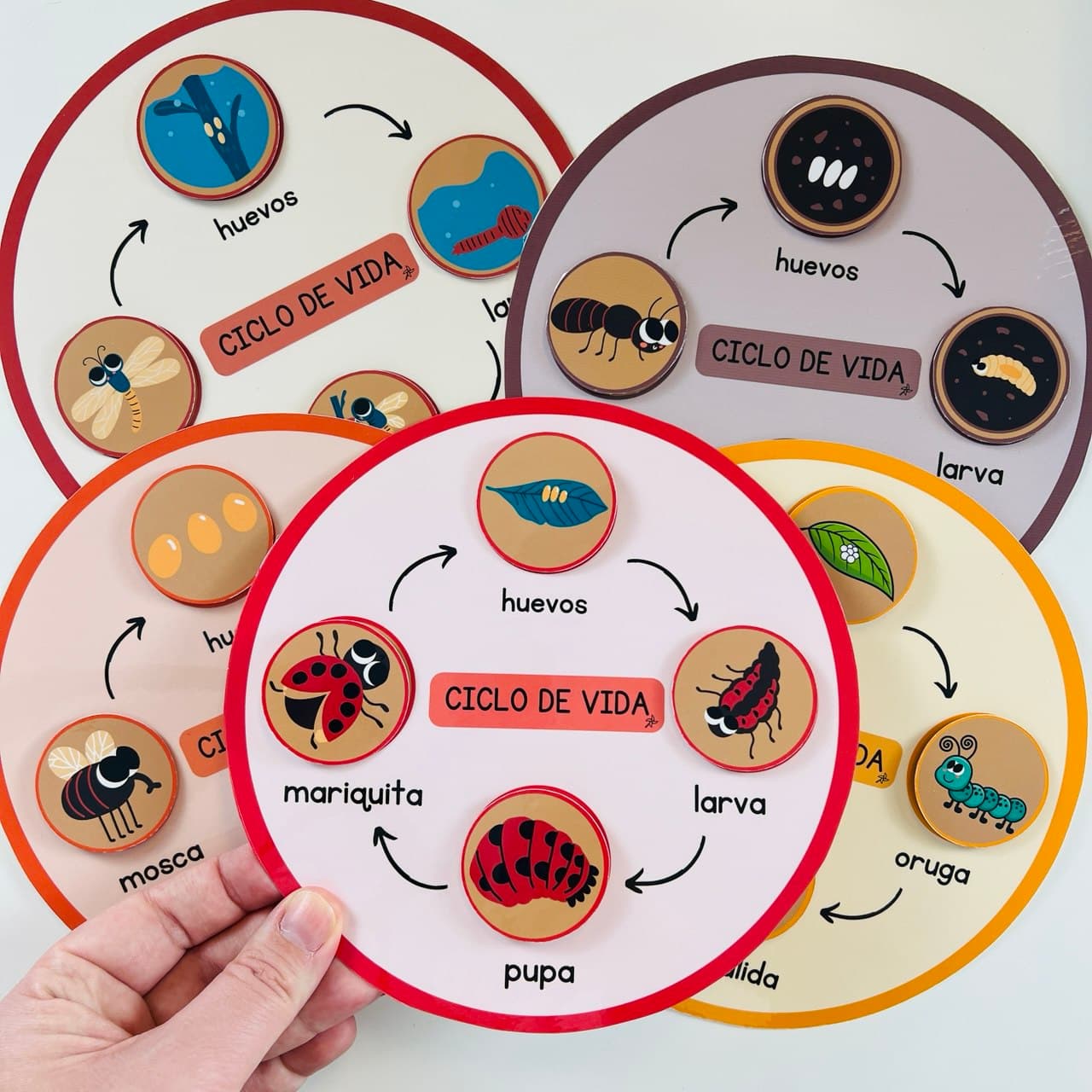 Ciclo de vida: Insectos